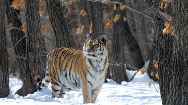 Russia's Wild Tiger