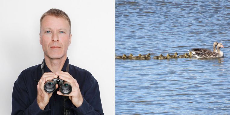 Natuurdagboek Koos Dijksterhuis Ook gansjes gaan naar de crèche - Trouw