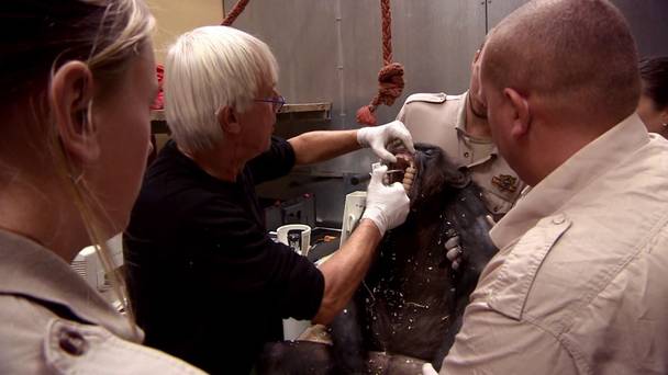 Komt een aap bij de dokter