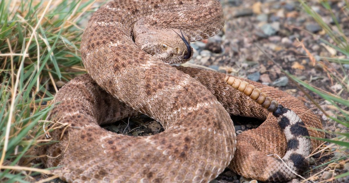 What Color Is A Rattlesnake