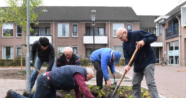 Vrijwilligers verfraaien dorpsplein Beers met duizenden plantjes