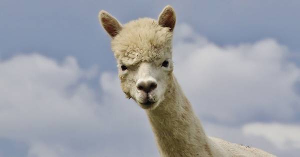 Een verbaasde alpaca in de uiterwaarden | Pagina 2 - De Gelderlander