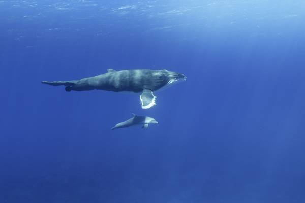 Spy in the Ocean