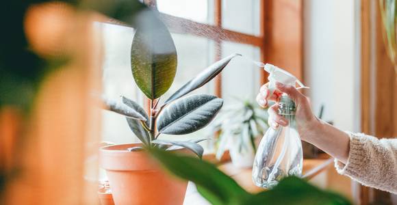 Fan van een urban jungle? Deze plantjes koop je nu online met fikse korting (en je steunt er lokale webshops mee!)
