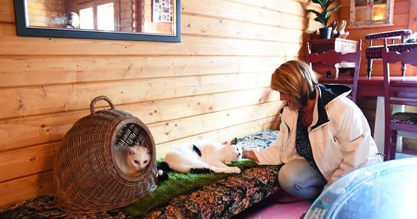 Dierenopvang Kattenwoud in Nispen is 'de hemel op aarde voor dieren' - BN DeStem