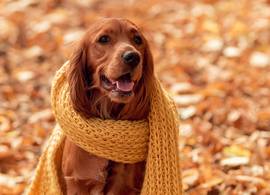 Is de herfst nu écht aangebroken? Dit zegt het weerbericht