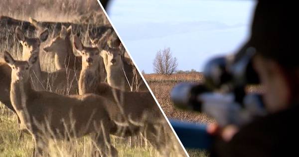 Rechter verbiedt afschot herten Oostvaardersplassen - De Gelderlander