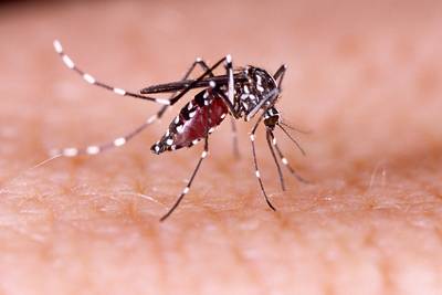 Is de remedie tegen zika eindelijk gevonden?