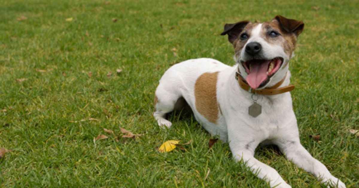 Hond bijt baby 30 keer Bizar HLN