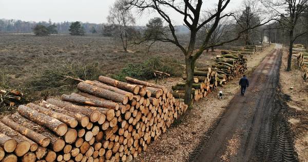 Woede en onbegrip over kaalslag op Het Springendal