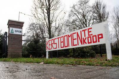 Twentse kerstboomverkopers beleven piekmoment, maar hekelen de Ikea-boom