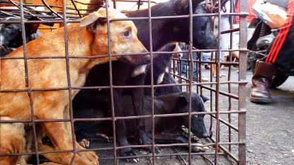 VIDEO: Organisatie verspreidt gruwelbeelden in strijd tegen hondenmarkt in Indonesië