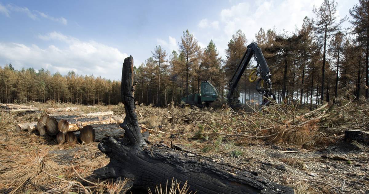 Strabrechtse Heide Kaal En Dor Door Vraatzuchtige Kever Algemeen Tubantia Nl