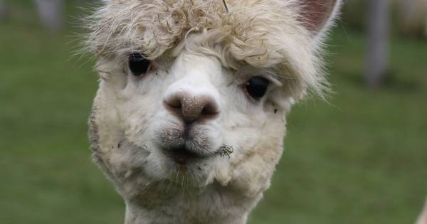 Boerengolf tussen de Alpacas in de Schouwse polder