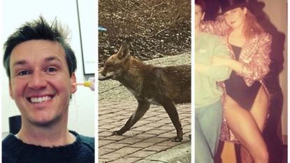 Vandaag Op Instagram Een Hulpvaardige Koe Een Gouden Bruiloft En Een Vos Met Streken Celebrities Hln Be