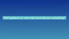 Wat gebeurt er met mijn hond bij een scheiding?