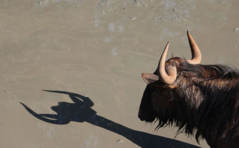 Comedy Wildlife Photography Awards.