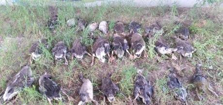 Massaslachting onder ganzen door stropers in water langs A12 in Ede: ‘Mijn nekharen stonden overeind’