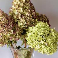 Je hortensia’s drogen? Bloemiste Karin laat zien hoe