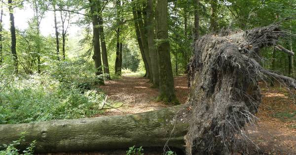 Liempdse buurt ziet oerbos met loslopende koeien niet zitten - BD.nl