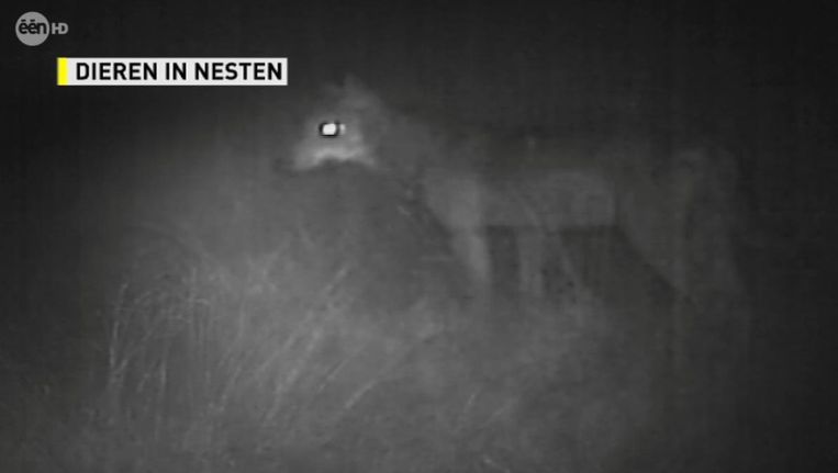'Dieren In Nesten' kon in 2011 een wolf op camera vastleggen toen het eigenlijk op zoek ging naar lynxen in ons land. Ook dat dier kon hier nog niet officieel worden waargenomen.