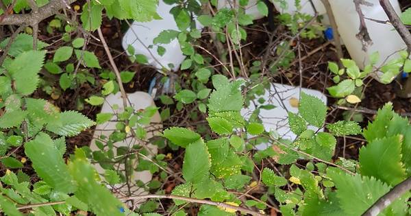 Tiental vaten drugsafval gedumpt in natuur bij Heijningen - BN DeStem