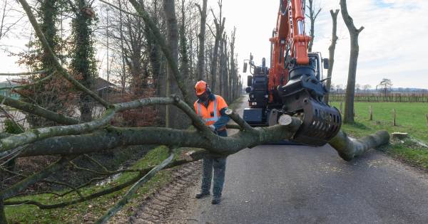 Staatsbosbeheer geeft uitleg over de ramp rond zieke essen - BD.nl