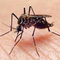 Muggen niet alleen irritant en gevaarlijk: insecten helpen bij het detecteren van aardbevingen en tsunami’s