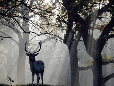 Bijziende jager ziet buurvrouw aan voor hert