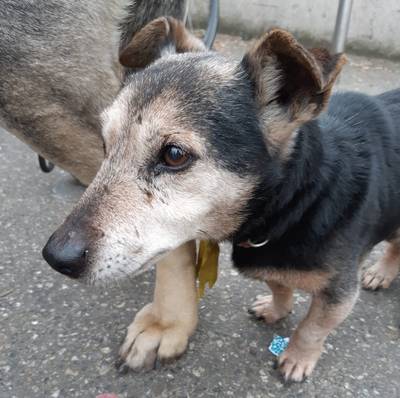 Honden al hele middag vastgebonden aan paal bij de Lidl: politie zoekt eigenaar
