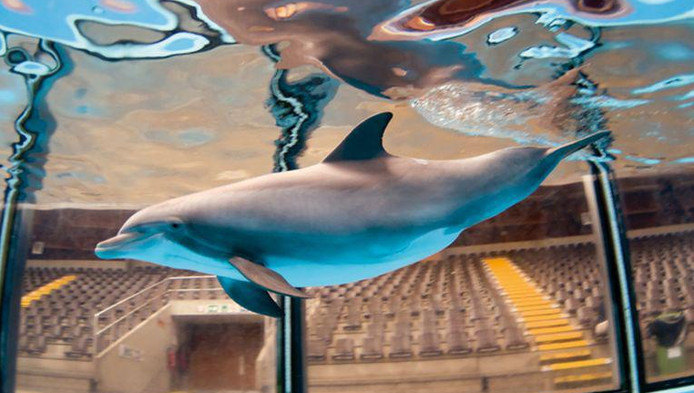Le Débat Est Ouvert Faut Il Bannir Les Parcs Animaliers