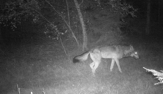 Een wolf kent de grens tussen Tsjechië en Slovakije niet, al zou dat beter voor hem zijn