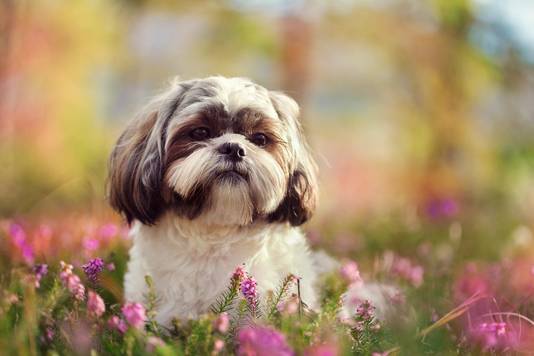 Oproep Dierenartsen Koop Geen Honden Met Platte Snuit Meer Weernieuws Hln Be