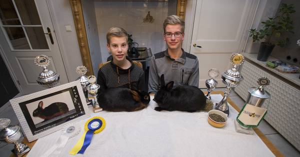 Gebroeders Oonk uit Noordijk weten alles van konijnen fokken