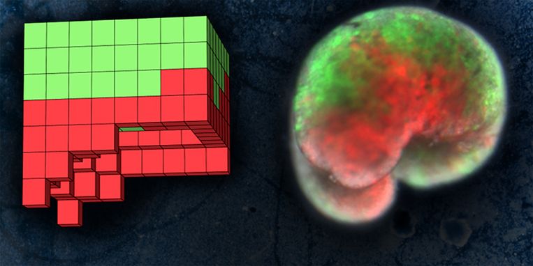 Links de blauwdruk van de supercomputer, rechts het organisme dat gemaakt werd uit huidcellen (groen) en hartcellen (rood) van kikkers.