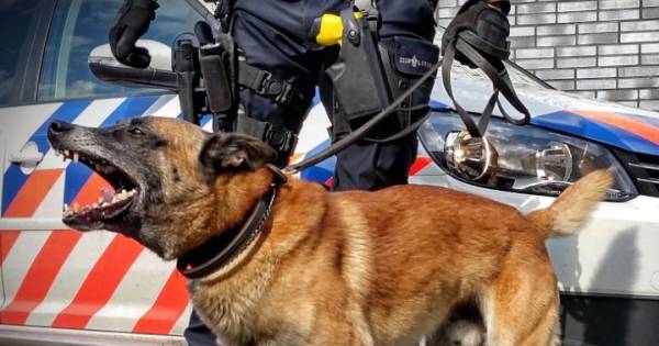 Man stapt op politiehond en begeleider af na opstootje in #Breda en wordt gebeten.
