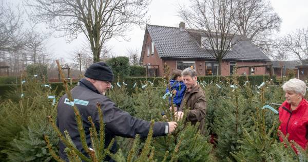 Iedereen wil weer een échte kerstboom uit Overberg