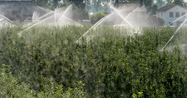 Boven de dertig graden, daar houdt de appel niet van, en dus wordt er flink gesproeid - BD.nl