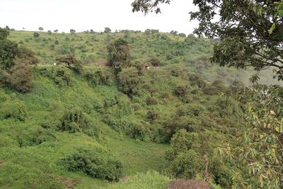 Ethiopië claimt wereldrecord bomen planten: meer dan 200 miljoen op een dag
