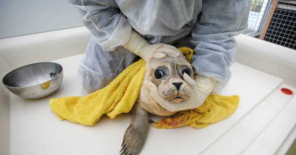 A Seal opent kliniek voor zeehonden