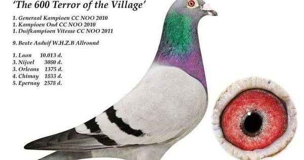 Duivenhouder uit Westerhaar in zak en as om diefstal van topduif - Tubantia