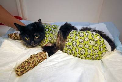 Kat Sprotje tijdens feestje in oven van 200 graden gestopt