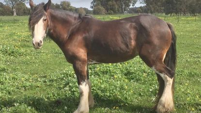 Drie paarden van Lynn werden door de bliksem getroffen: "Krijg het beeld niet uit mijn hoofd"