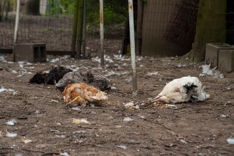 Twee Meter Hoge Draad Rondom Hele Tuin En Een Waakhond Maar Toch