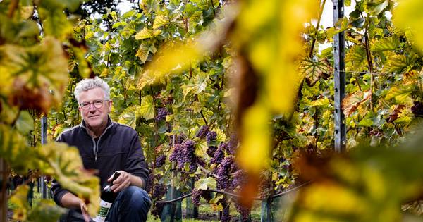 Eerste wijn uit Zurrikse grond | Cranendonck, Heeze-Leende - Eindhovens Dagblad
