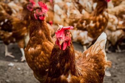 Kabinet: Grondig onderzoek naar eierschandaal