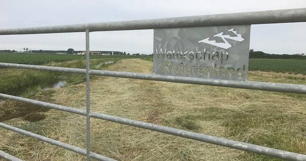 Waterschap maait bij Dussen natuurzone vol weidevogels kaal: 'Nu rest er niet ...