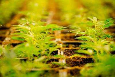 OM wil 6 jaar cel voor leiden illegaal hennepstekkenbedrijf in Arnhem