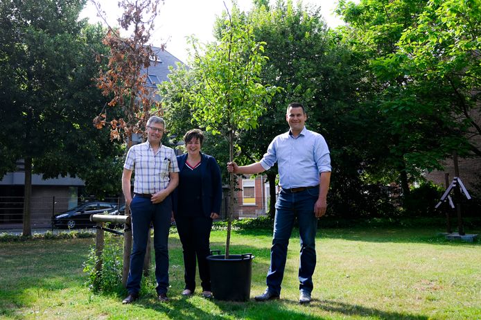 Marc Verberckmoes, Vanessa Gelorini en Geert D’hooghe willen de gemeente een nieuwe vredesboom schenken.