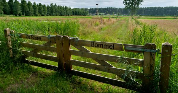 Nieuwe wildernis op plek waar eens boeren ploeterden om grond vruchtbaar te krijgen - BD.nl